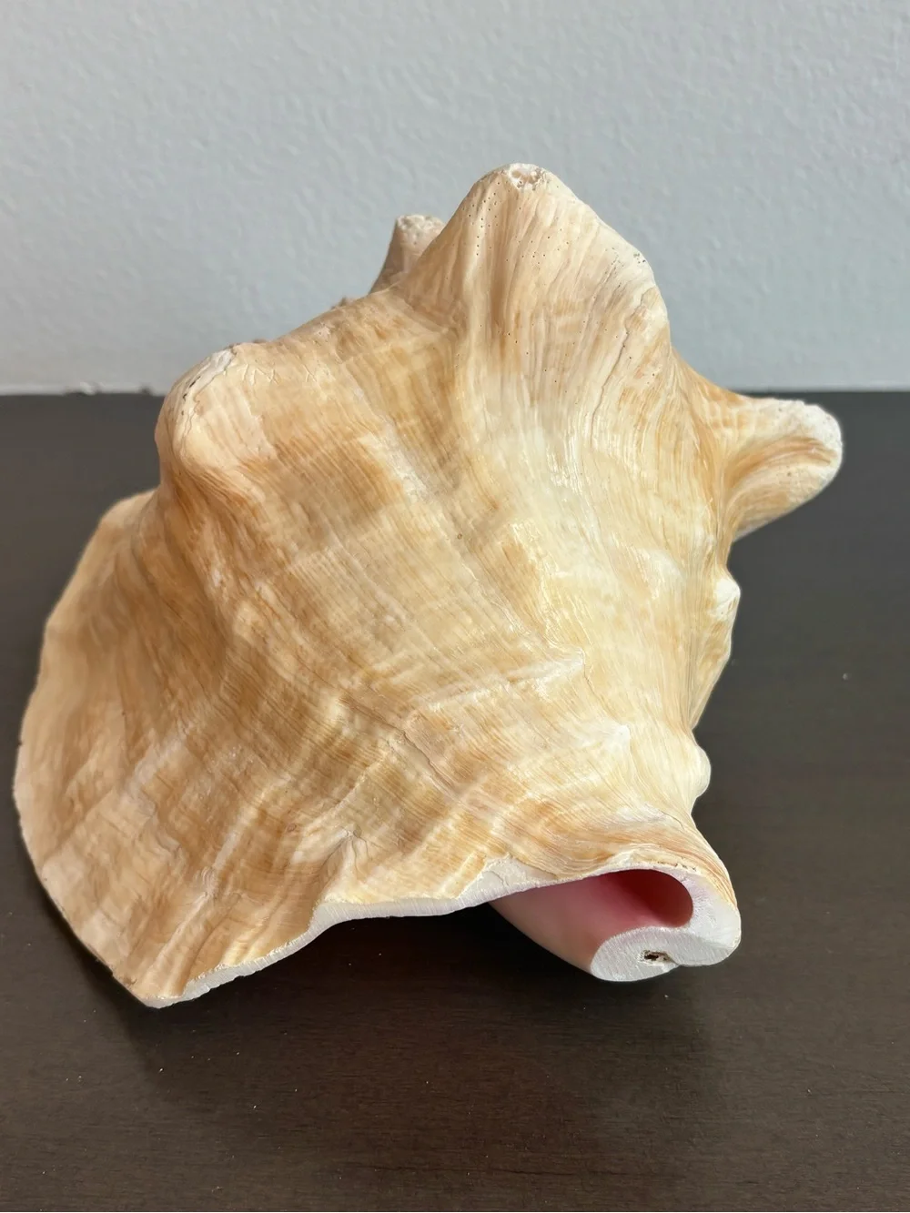 Vintage Large Pink Queen Conch Shell  8.5 in. Natural Ocean Art Beach House Deco